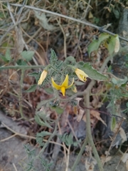 Solanum lycopersicum cerasiforme