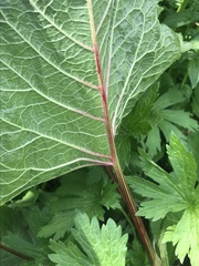 Rumex alpinus