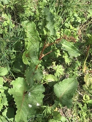 Rumex alpinus