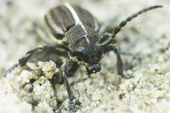 Dorcadion holosericeum