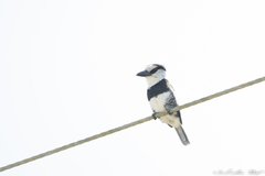 Notharchus hyperrhynchus