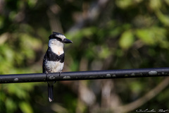 Notharchus hyperrhynchus