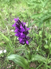 Dactylorhiza majalis