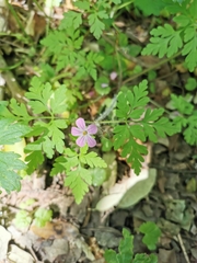 Geranium robertianum