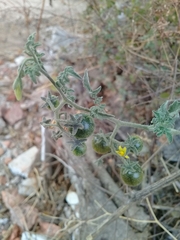 Solanum lycopersicum cerasiforme