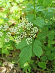 Aegopodium podagraria