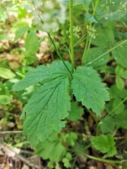 Aegopodium podagraria