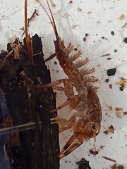 Coloburiscoides