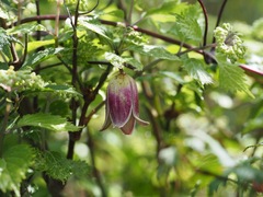 Clematis japonica