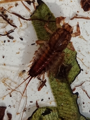 Coloburiscoides