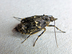 Diurnea fagella