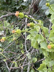 Senecio helminthioides