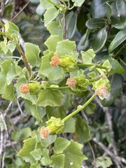 Senecio helminthioides