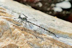 Ecchlorolestes peringueyi