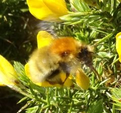 Bombus muscorum