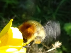Bombus muscorum