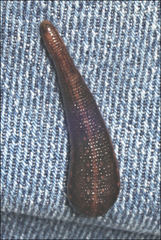 Hirudinidae