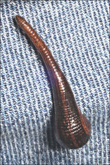 Hirudinidae