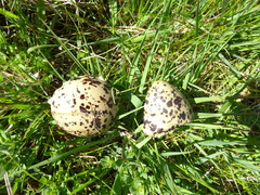 Haematopus ostralegus