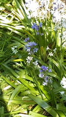 Hyacinthoides
