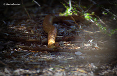 Leioheterodon geayi