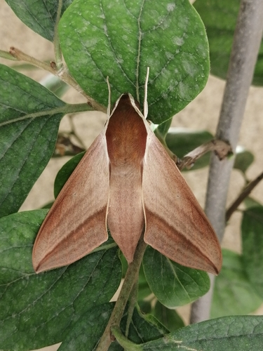 Levant Hawkmoth photographed in Iraq