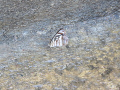 Dynamine postverta mexicana