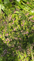 Erica carnea
