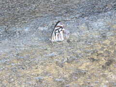 Dynamine postverta mexicana