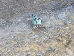 Dynamine postverta mexicana