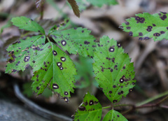 Sphaerulina westendorpii