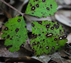 Sphaerulina westendorpii