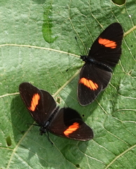 Castilia castilla