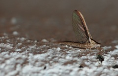 Callibaetis floridanus