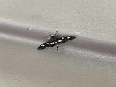 Desmia maculalis