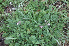 Erodium cicutarium