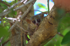 Microcebus murinus