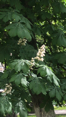 Aesculus hippocastanum