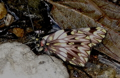 Catasticta seitzi seitzi