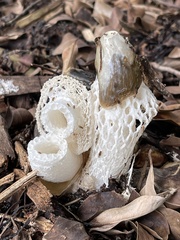 Phallus merulinus