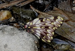 Catasticta seitzi seitzi