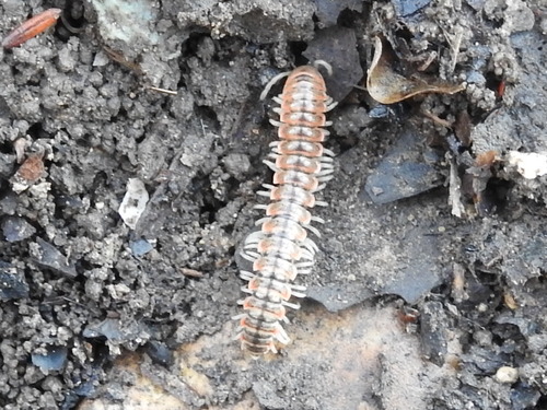 Eurymerodesmus mundus