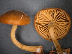 Simocybe unica