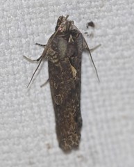 Ortholomia moluccana