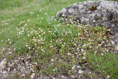 Draba verna