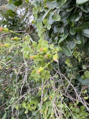 Senecio helminthioides