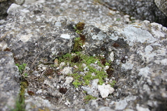 Draba verna