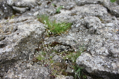 Draba verna