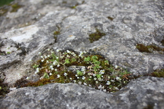 Draba verna