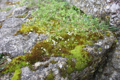 Draba verna